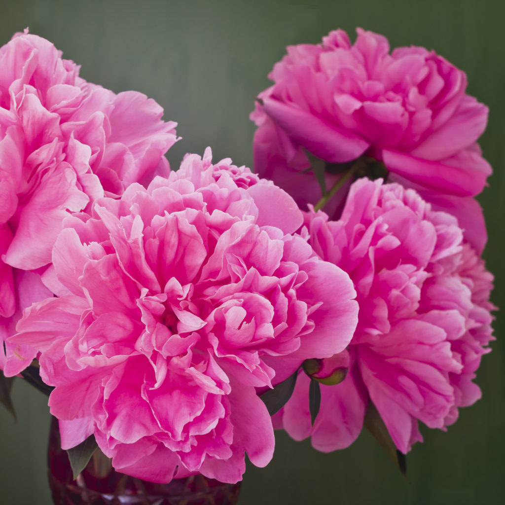 Rose de Mai