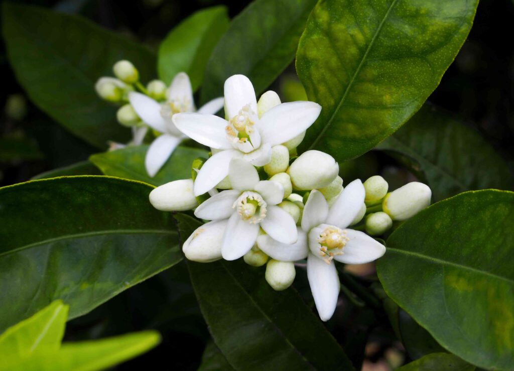 Plusieurs fleurs d'oranger blanches sur un bigaradier.