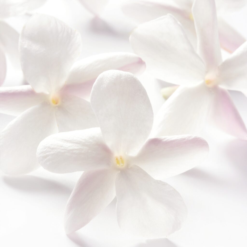 Fleur de jasmin étoilé blanche