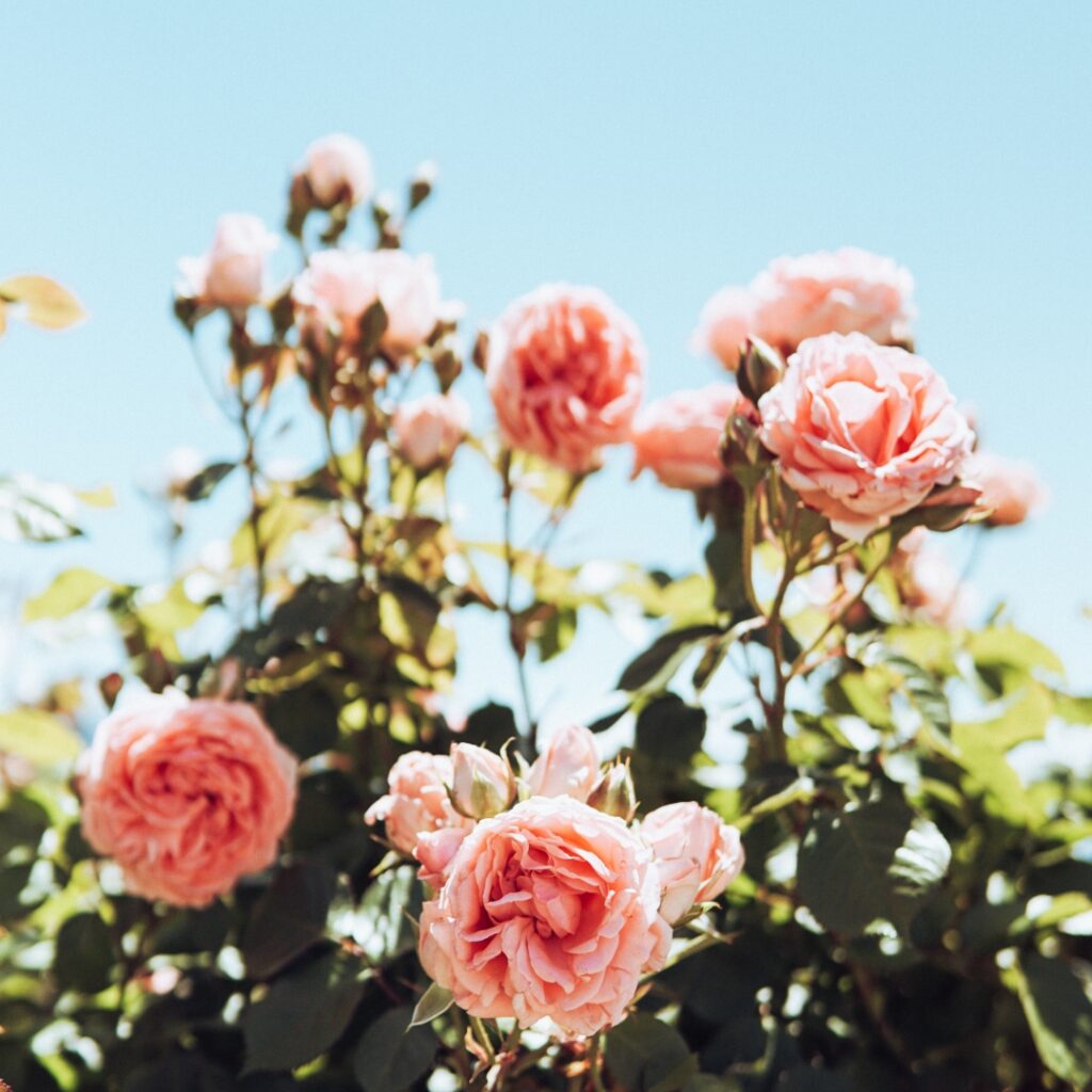 Fleurs de roses centifolia à Grasse