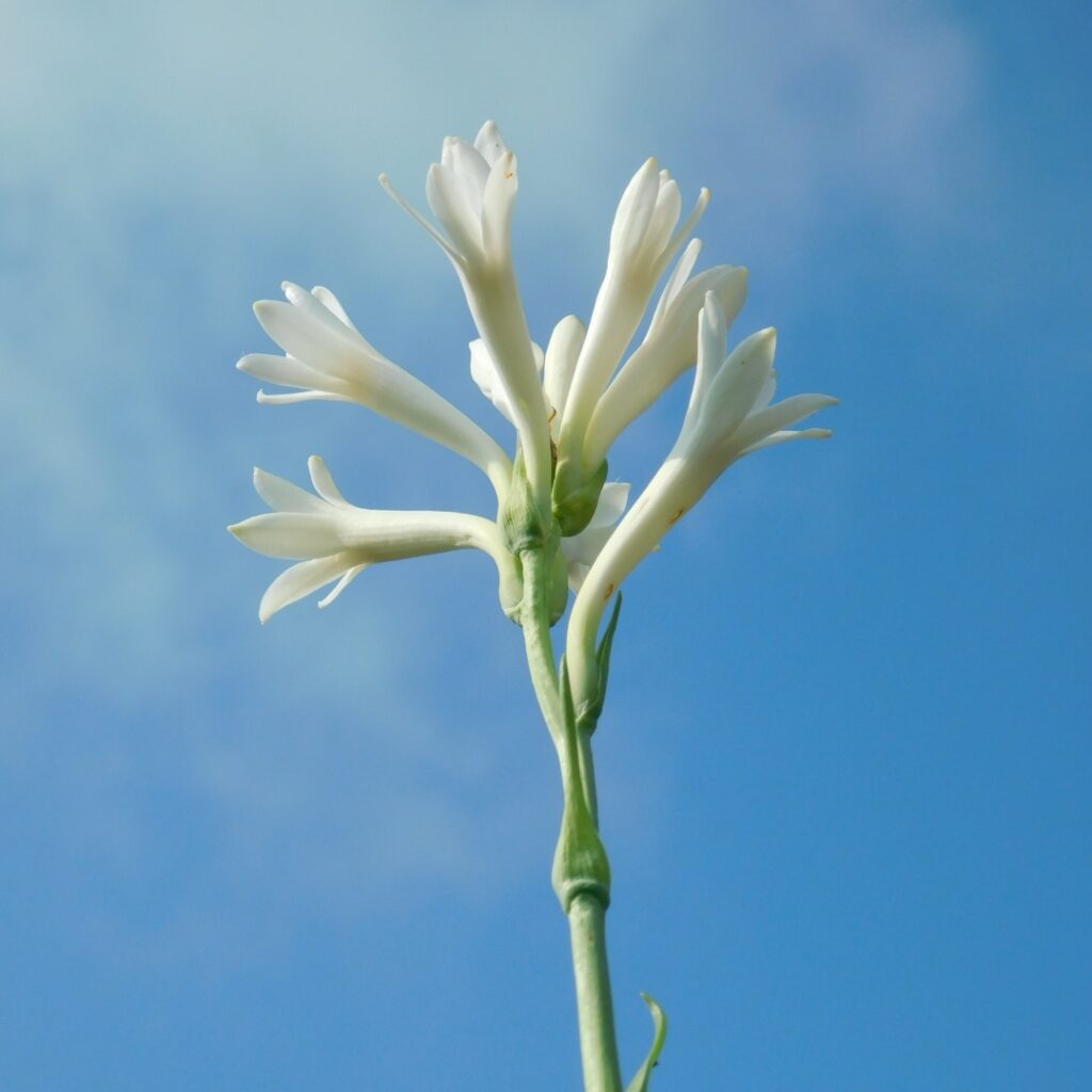 Fleur de tubéreuse avec tige verte dans un ciel bleu