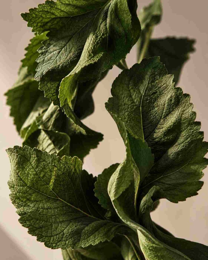 Feuilles de patchouli vert foncé en gros plan, aux nervures marquées et à la texture naturelle, sur un fond beige lumineux.